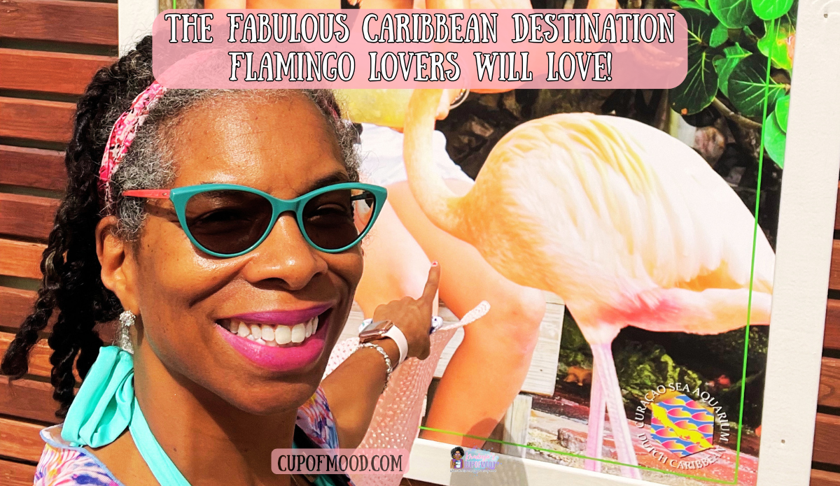 khadeeja at curacao sea aquarium flamingo encounter flamingo lovers destination