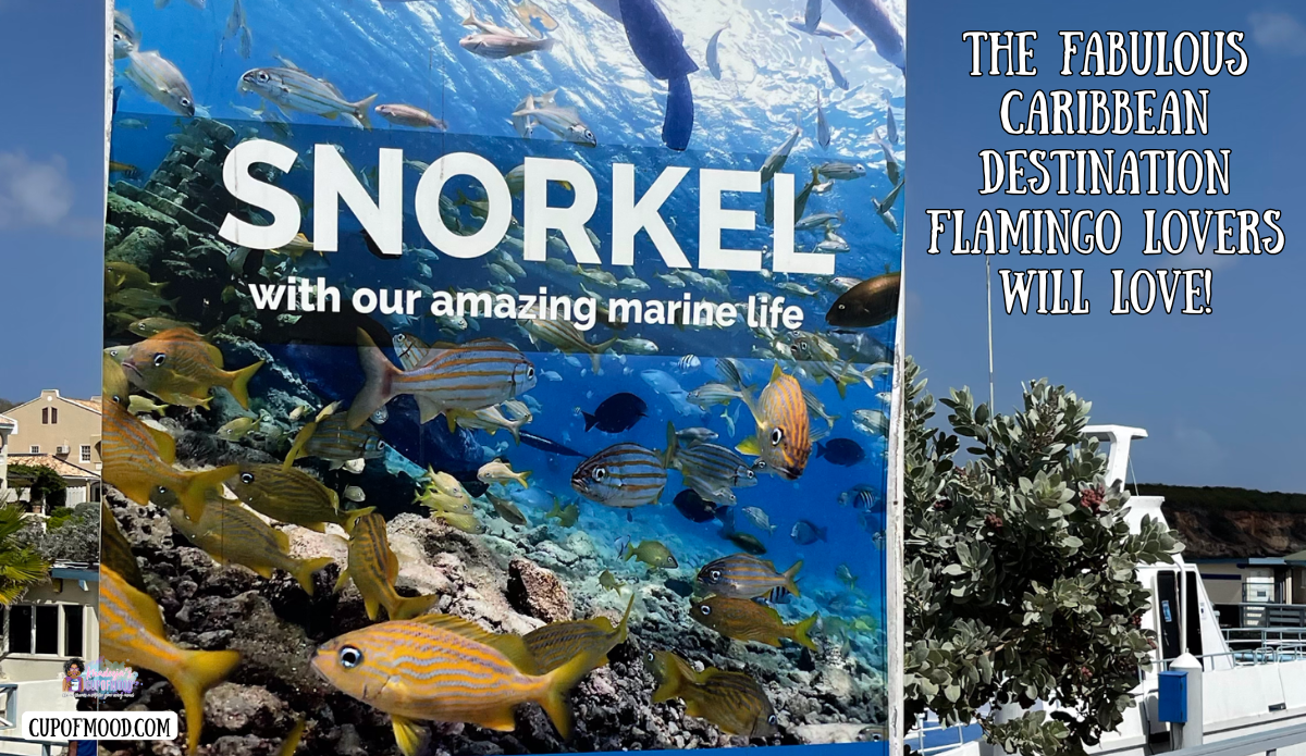 curacao snorkeling lagoon marine life fish snorkeling experience curacao