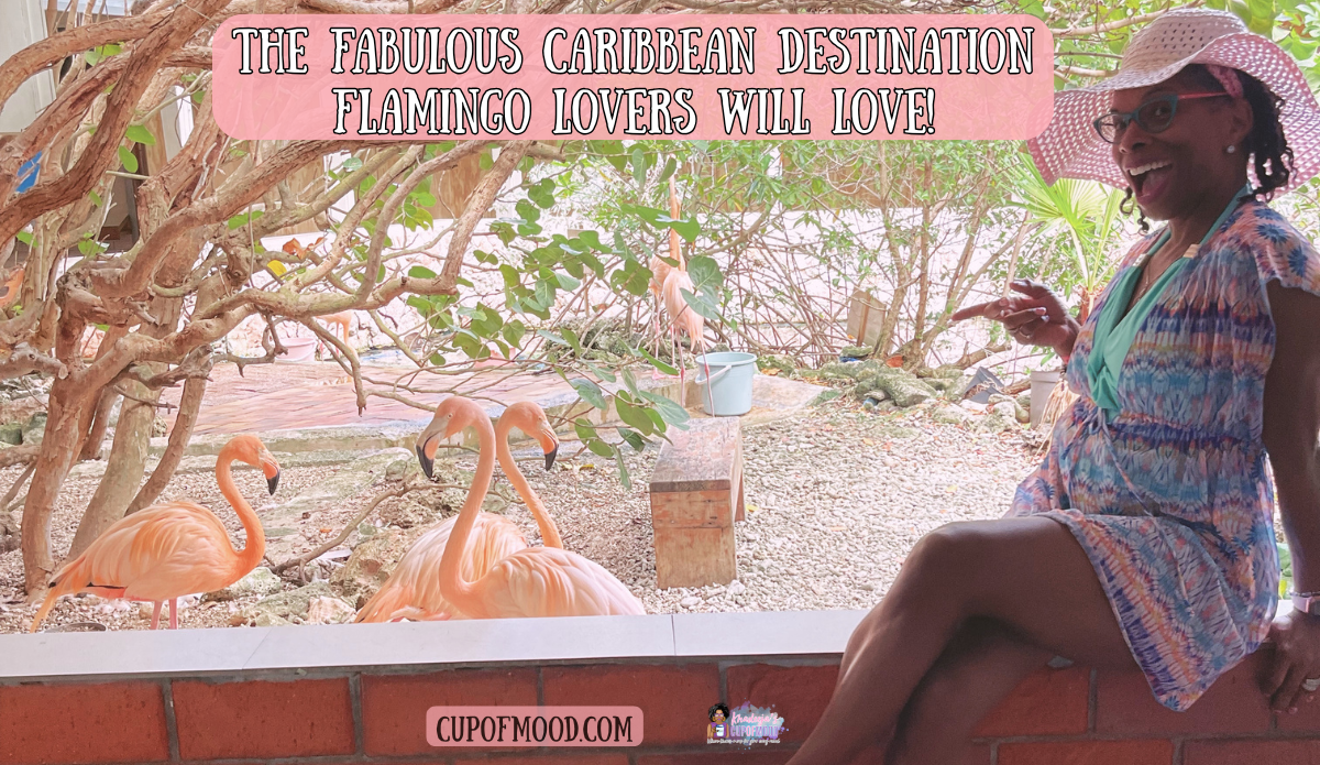 khadeeja flamingo encounter curacao sea aquarium flamingo lovers experience