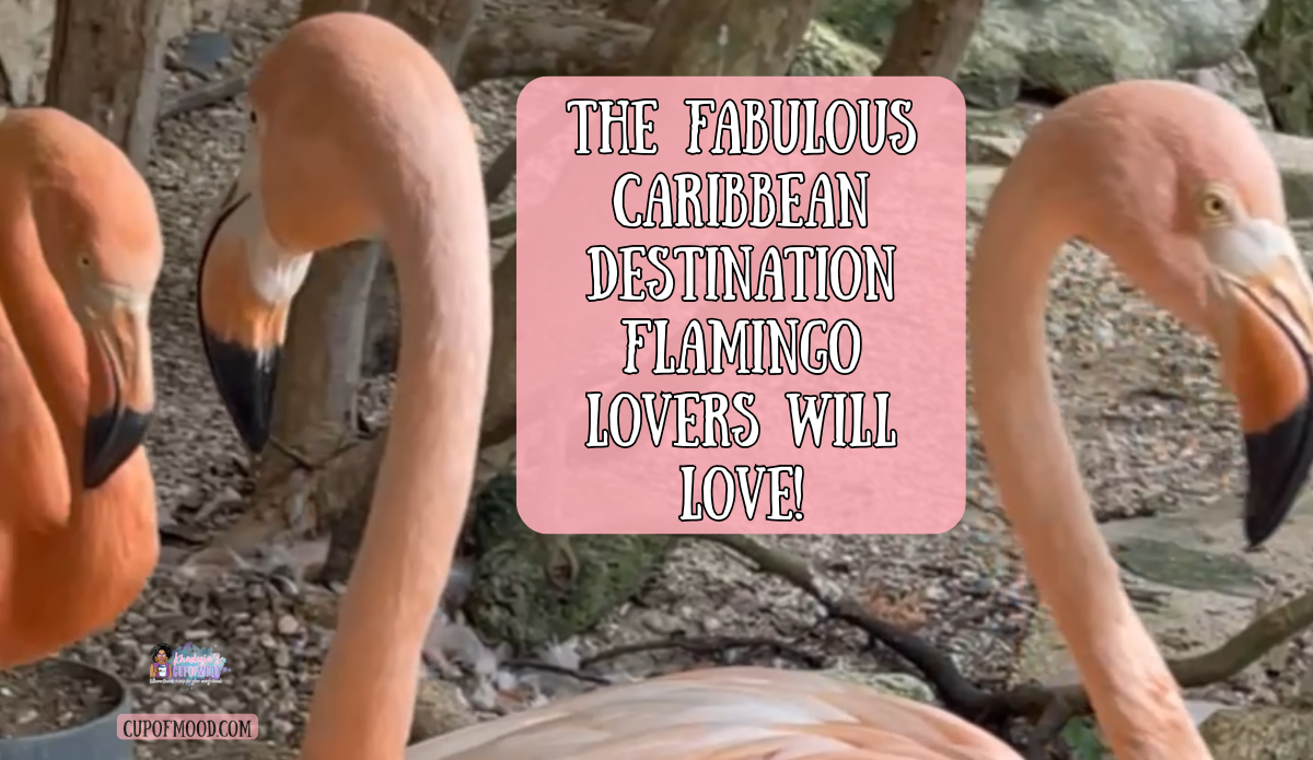flamingos curacao sea aquarium close up flamingo encounter caribbean