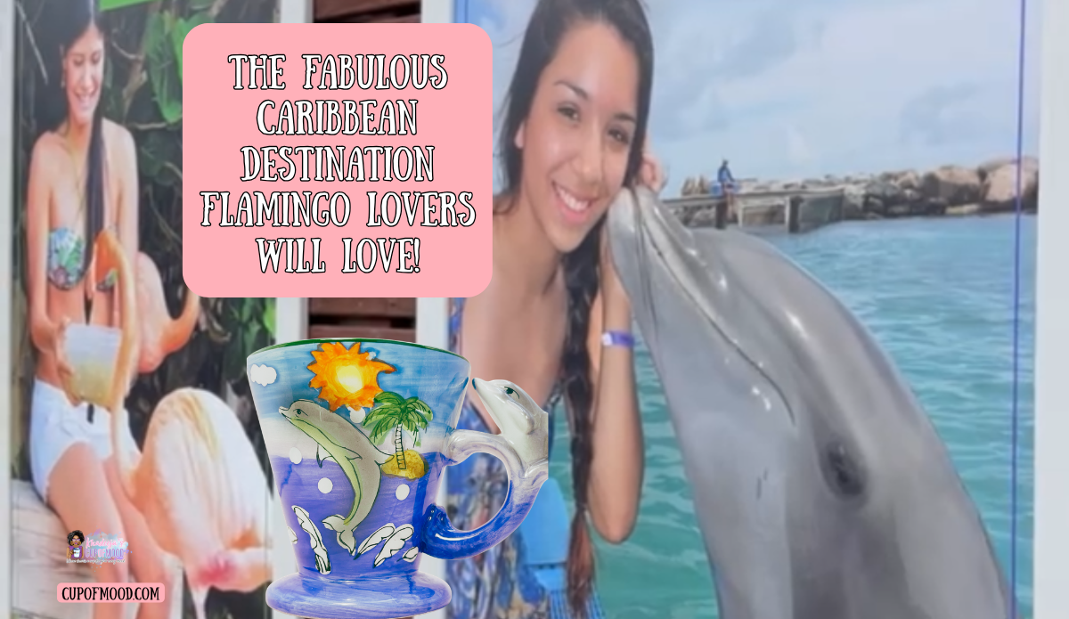 curacao animal encounters dolphin experience marine life interaction curacao