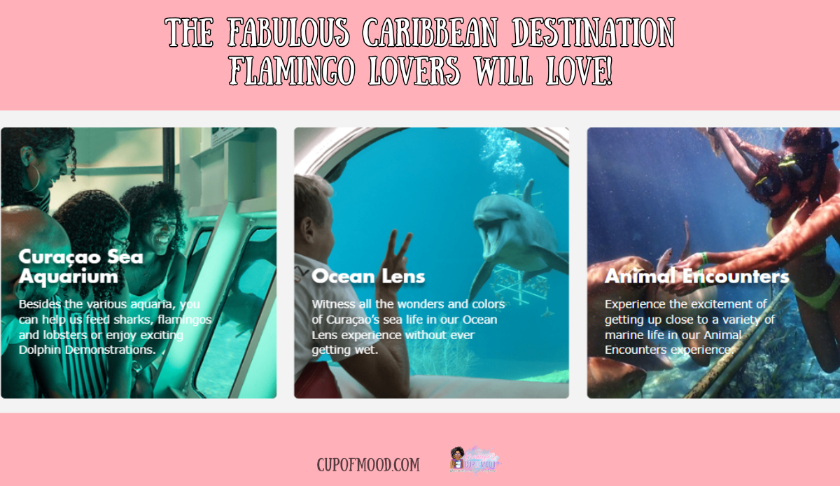 curacao sea aquarium experiences ocean lens animal encounters snorkeling