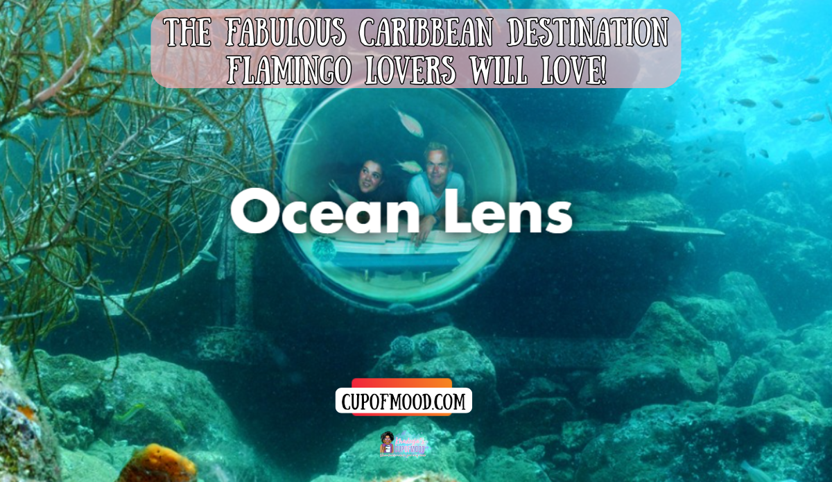 curacao ocean lens underwater viewing chamber marine life experience