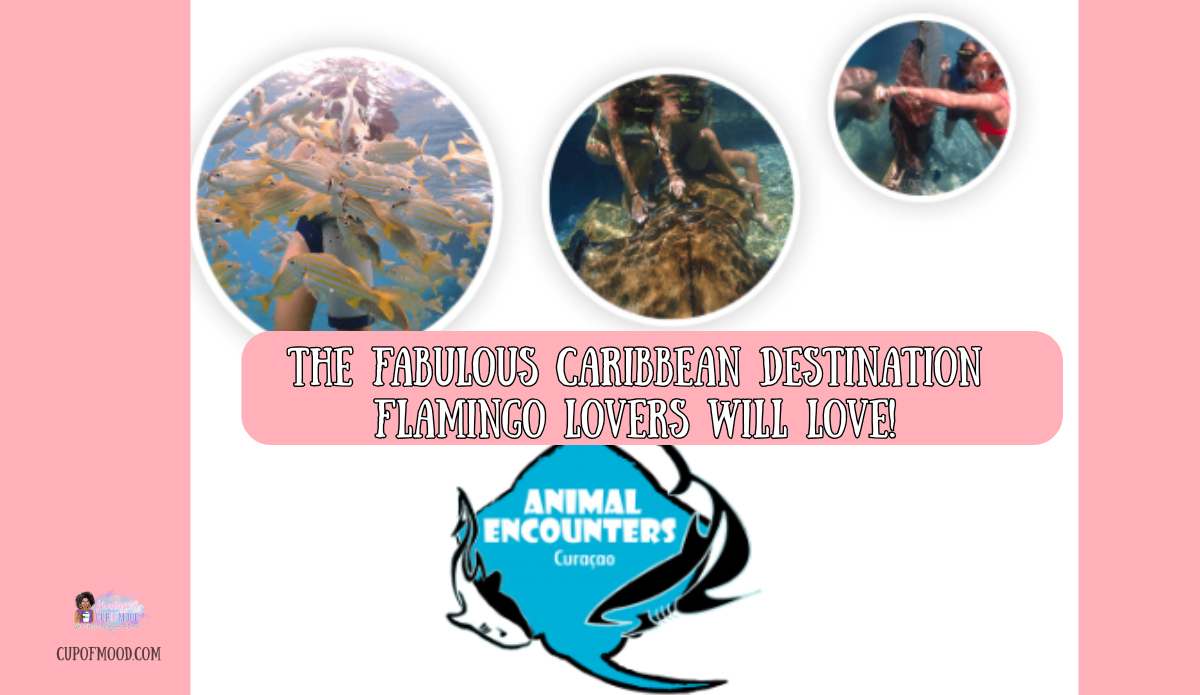 curacao animal encounters snorkeling stingray marine life interaction lagoon