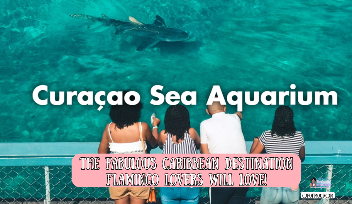 Curaçao Sea Aquarium visitors viewing marine life in clear turquoise water planning their visit experience