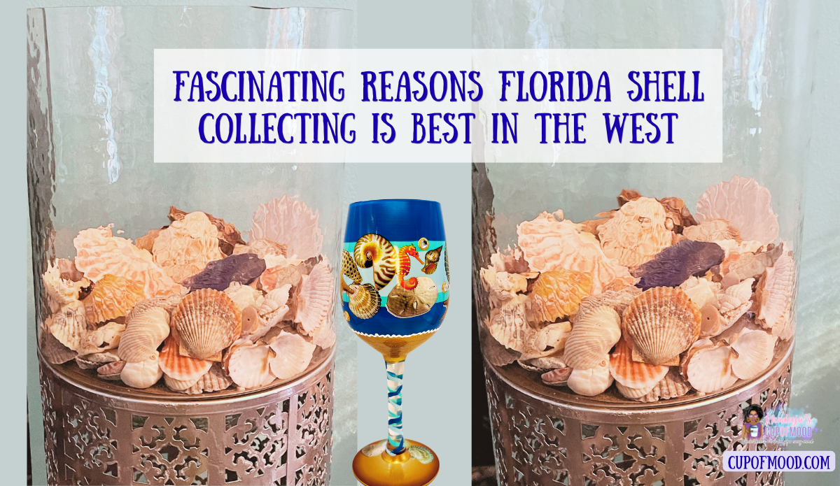 Earlier Florida shell collection displayed in home as coastal decor