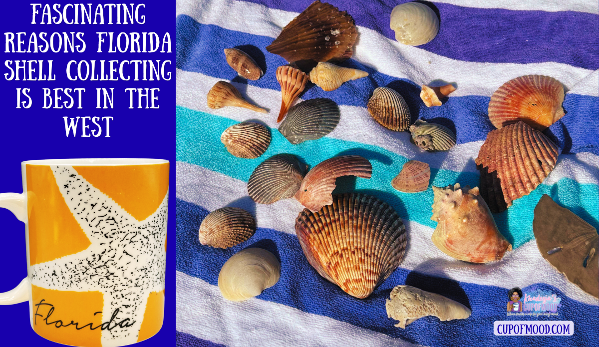 Florida shell collecting treasures gathered from west coast Florida beaches