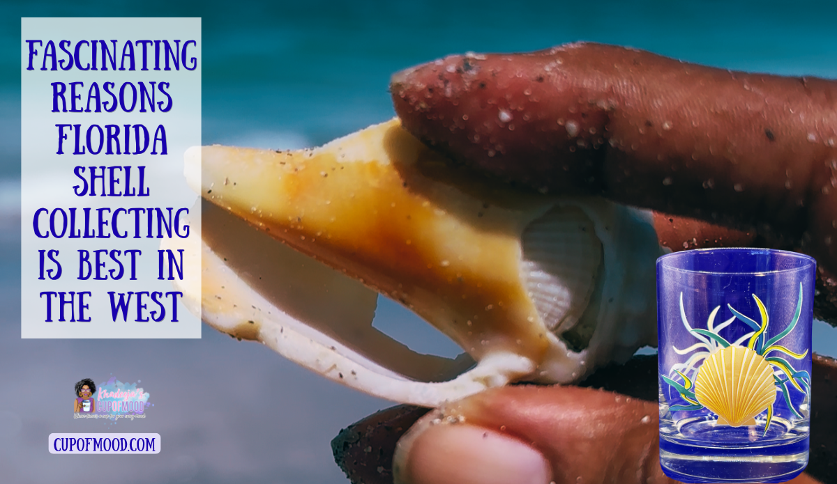 Fighting Conch shell collected at Egmont Key Florida