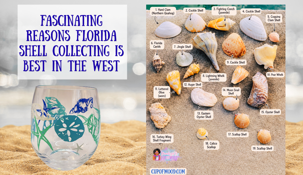 Identified shells collected at Egmont Key including whelks scallops cockles and fighting conch