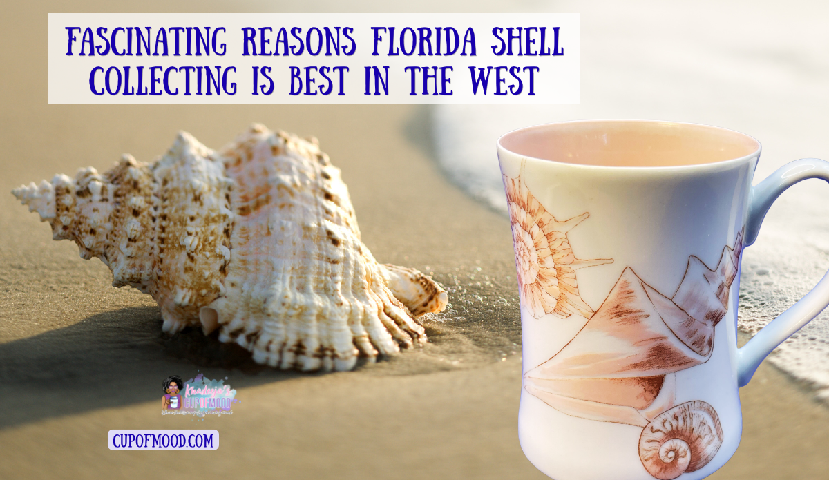 seashell mug beside a large shell on a Florida beach for Florida shell collecting blog