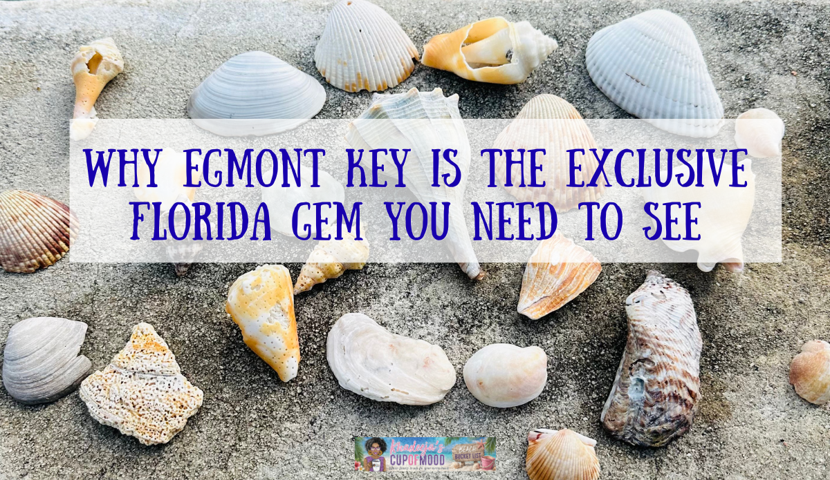 Collection of shells gathered during a visit to Egmont Key
