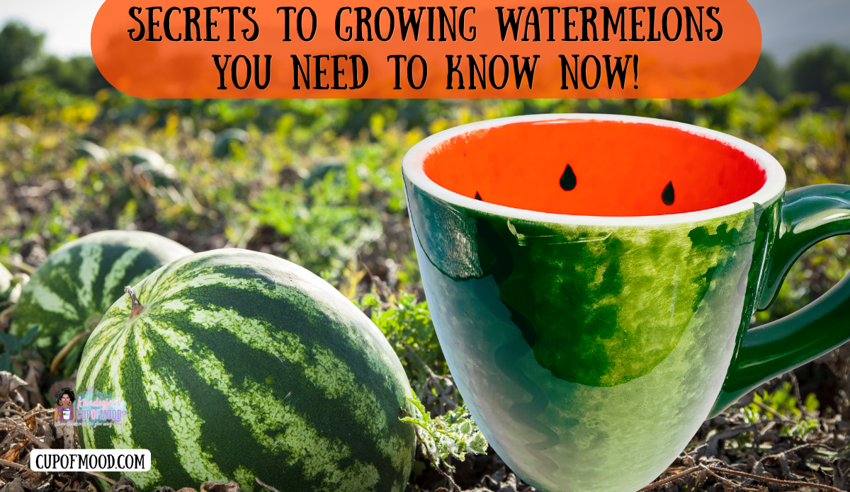 Secrets to growing watermelons hero image featuring a realistic watermelon coffee mug beside ripe watermelons in a sunny field.