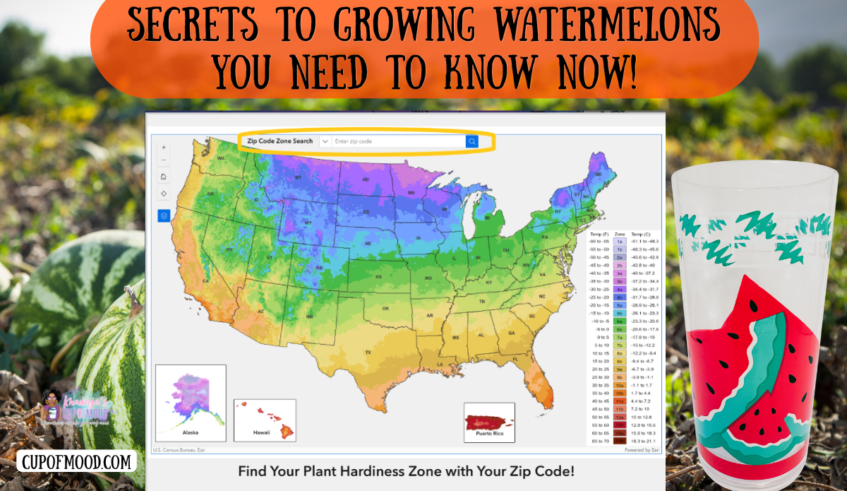 Secrets to growing watermelons image featuring the USDA Plant Hardiness Zone Map and a watermelon acrylic tumbler.