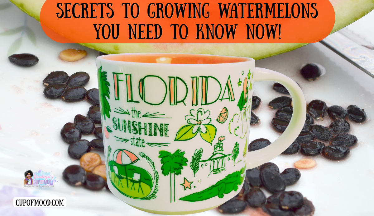 Secrets to growing watermelons image featuring a Florida Sunshine State coffee mug surrounded by watermelon seeds and fresh fruit.
