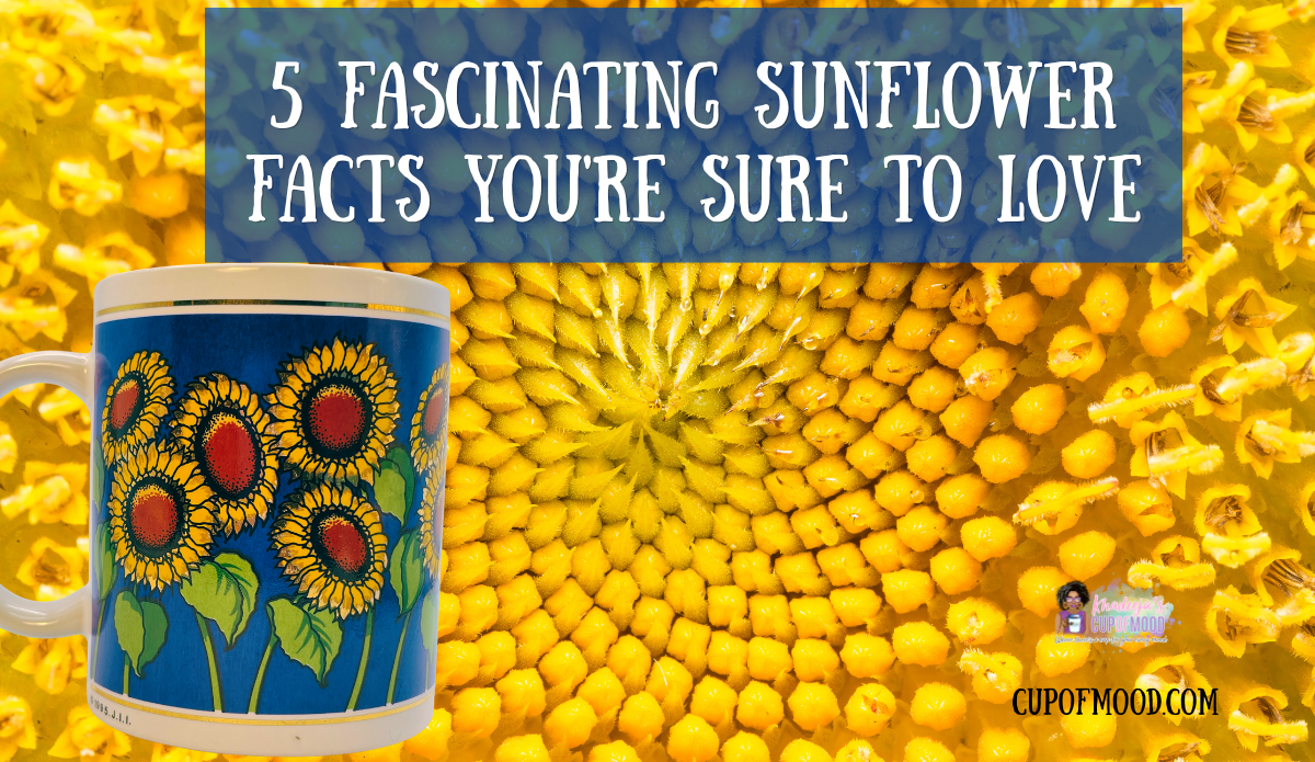Blue Sunflower Mug beside a close-up sunflower center showing the spiral patterns found throughout nature.