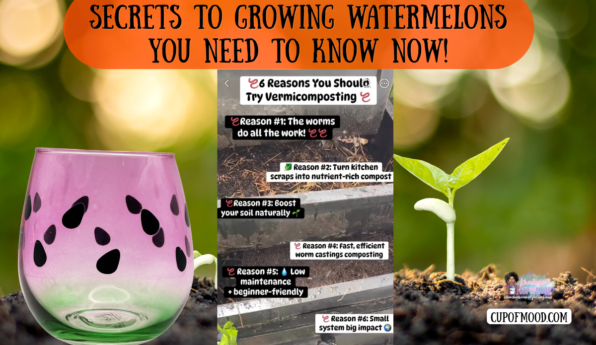 Secrets to growing watermelons image featuring a vermicomposting video, watermelon stemless glass, and a young seedling in healthy soil.