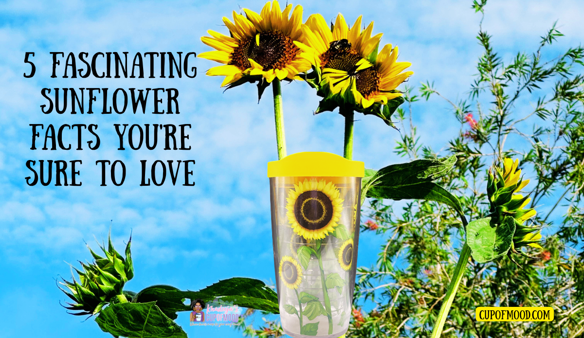 Giant Sunflower buds facing the sunlight behind the Sunflower Field Tervis Tumbler in Khadeeja’s garden.