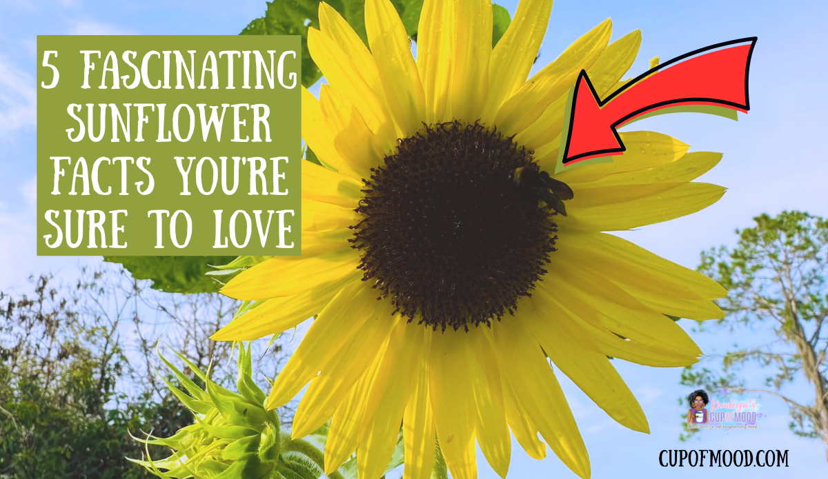 Bee gathering pollen from the center of a yellow sunflower in Khadeeja’s garden.
