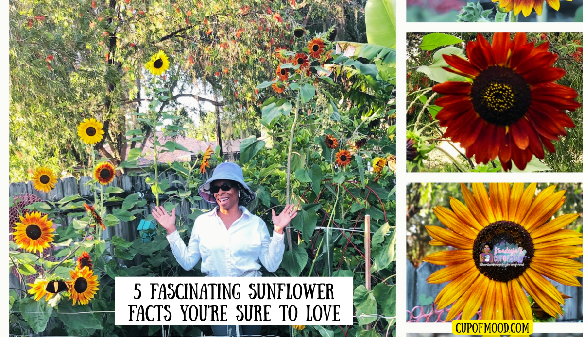 Khadeeja beside sunflowers grown in 2020 and today, with a cheerful sunflower and koala mug between the photos.