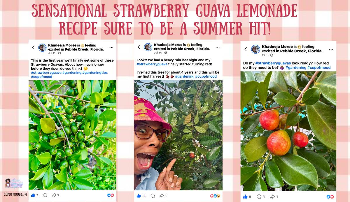 Facebook posts showing my strawberry guava progress from green fruit to ripe red guavas ready for harvest.