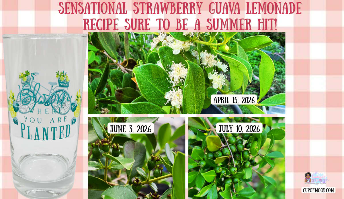 Strawberry guava tree progression showing white blooms in April and developing green fruit in June and July 2026.