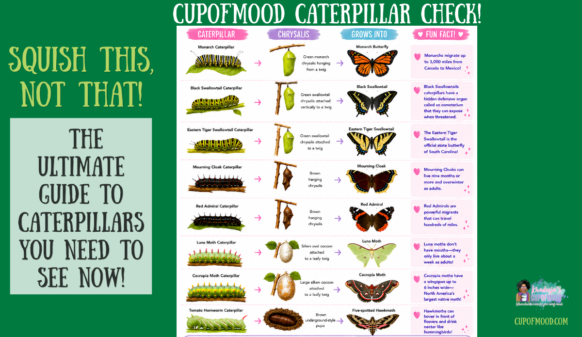 CupofMood Caterpillar Check showing caterpillars, chrysalis and cocoon stages, and the butterflies or moths they become