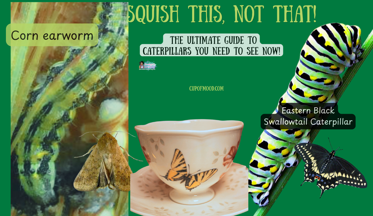 Corn earworm compared with Eastern black swallowtail caterpillar beside a butterfly teacup, adult moth, and black swallowtail butterfly