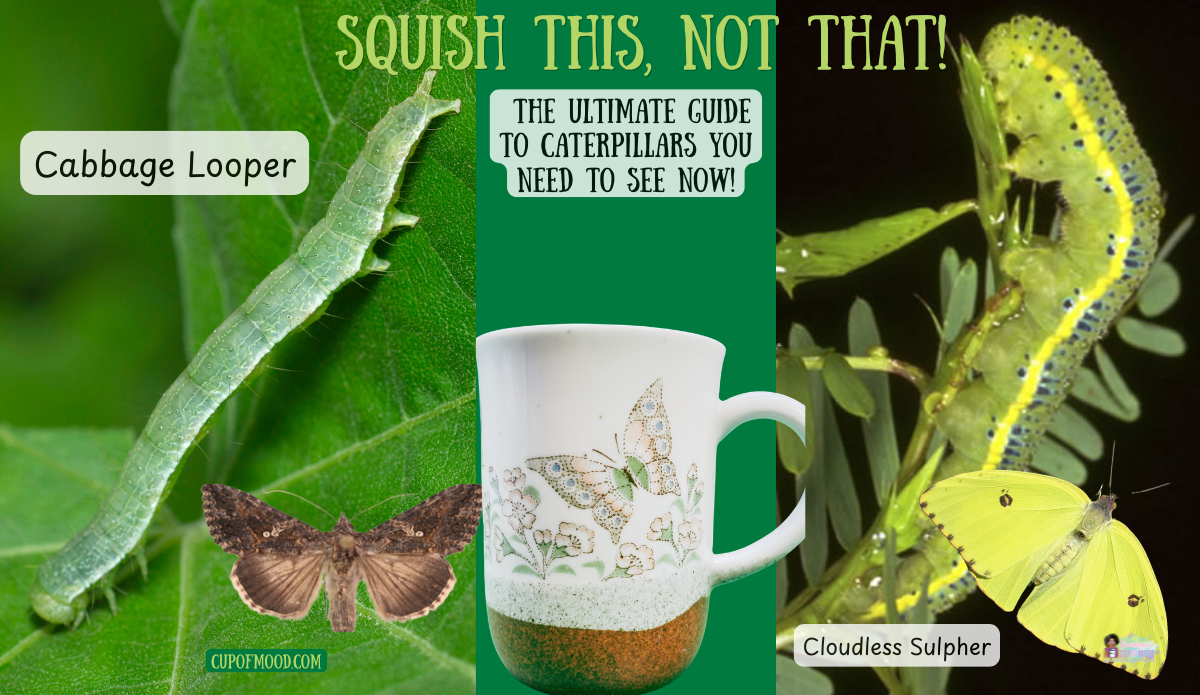 Cabbage looper compared with Cloudless Sulphur caterpillar beside a butterfly mug, adult moth, and yellow Cloudless Sulphur butterfly
