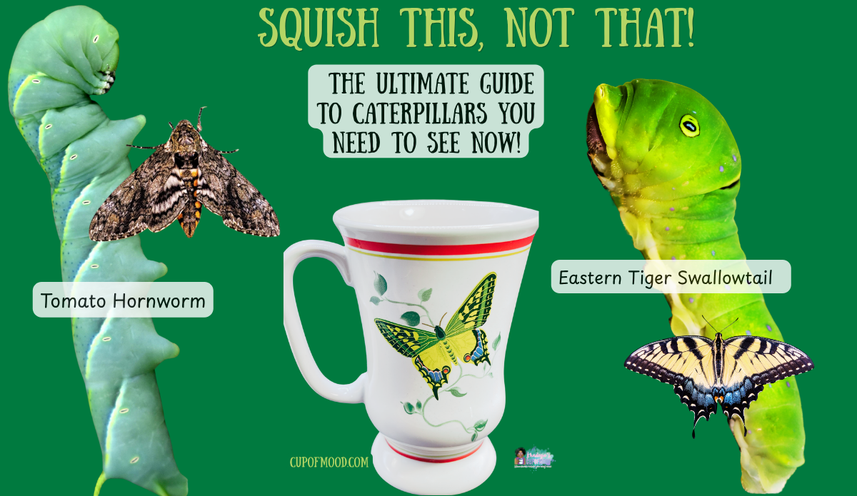 Tomato hornworm compared with Eastern Tiger Swallowtail caterpillar beside a butterfly mug, adult moth, and Eastern Tiger Swallowtail butterfly