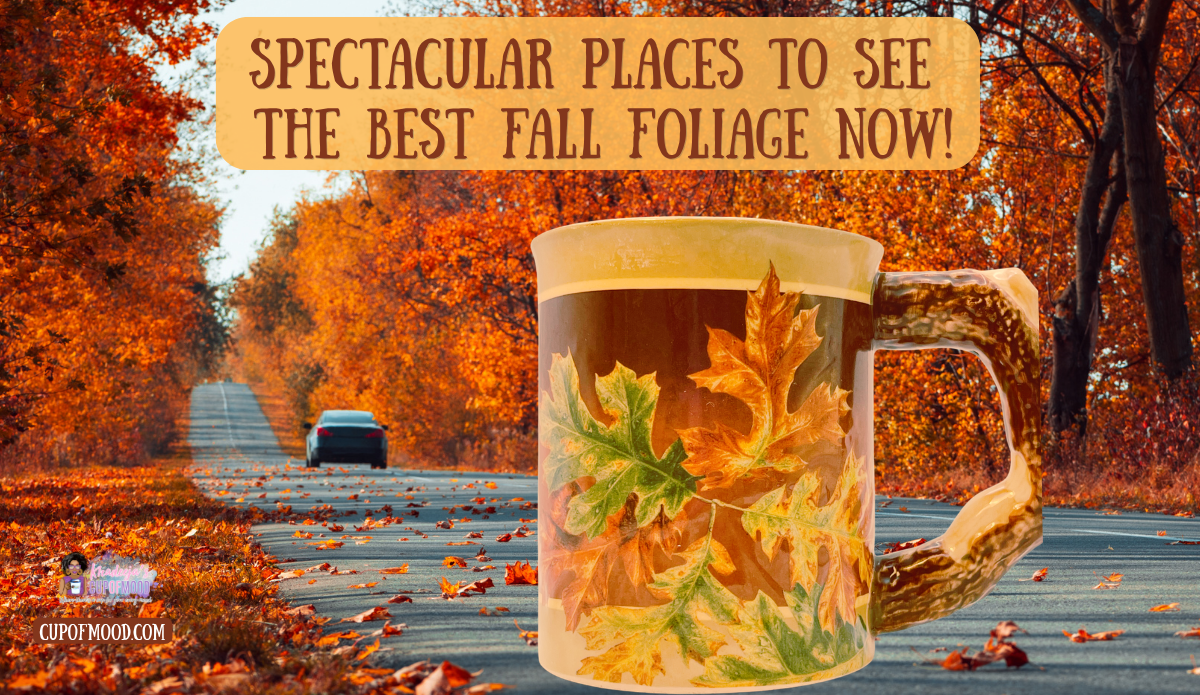 Best fall foliage road trip with an autumn leaf mug on a tree lined road covered in orange leaves