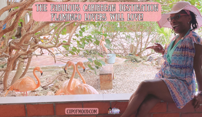 khadeeja flamingo encounter curacao sea aquarium flamingo lovers experience