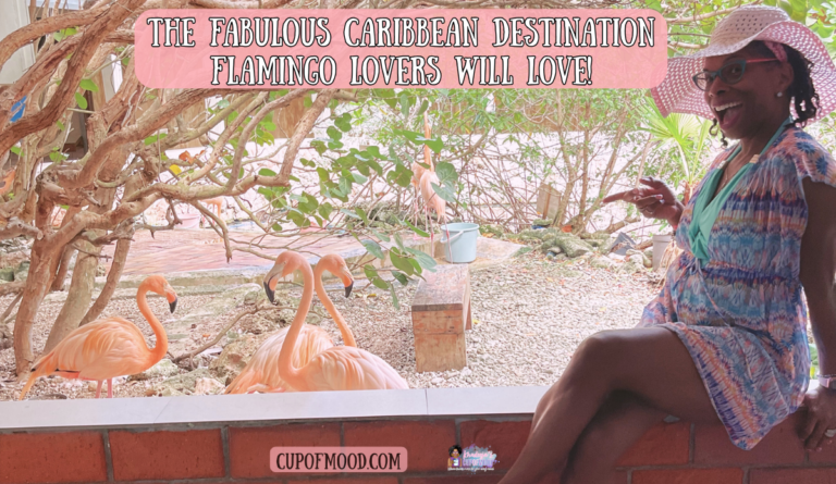 khadeeja flamingo encounter curacao sea aquarium flamingo lovers experience