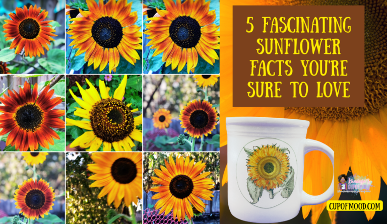 Colorful sunflower varieties from Khadeeja’s garden beside the Sunflower Circle Mug for fascinating sunflower facts.