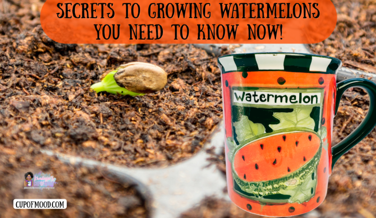 Secrets to growing watermelons image featuring a sprouted watermelon seed in moist soil beside a colorful watermelon coffee mug.