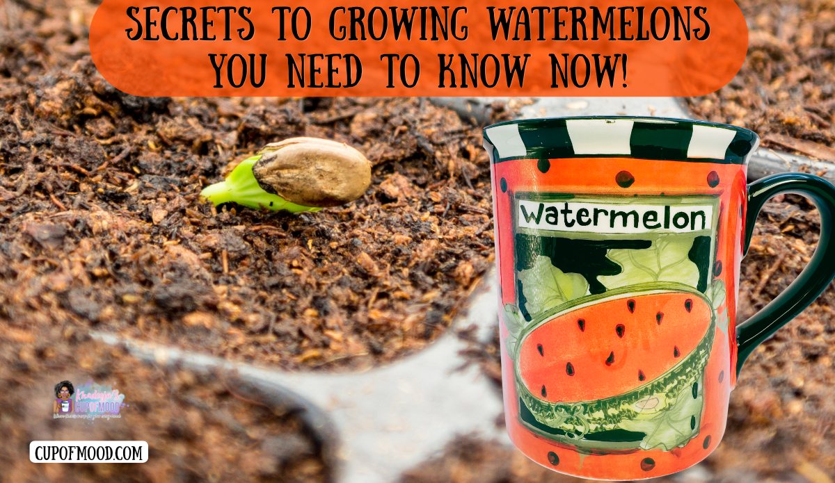 Secrets to growing watermelons image featuring a sprouted watermelon seed in moist soil beside a colorful watermelon coffee mug.