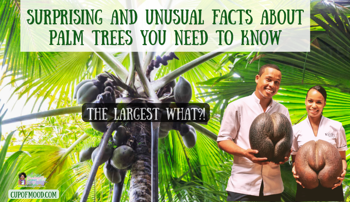 Coco de Mer palm and world's largest seed with tropical palm tree blog graphic